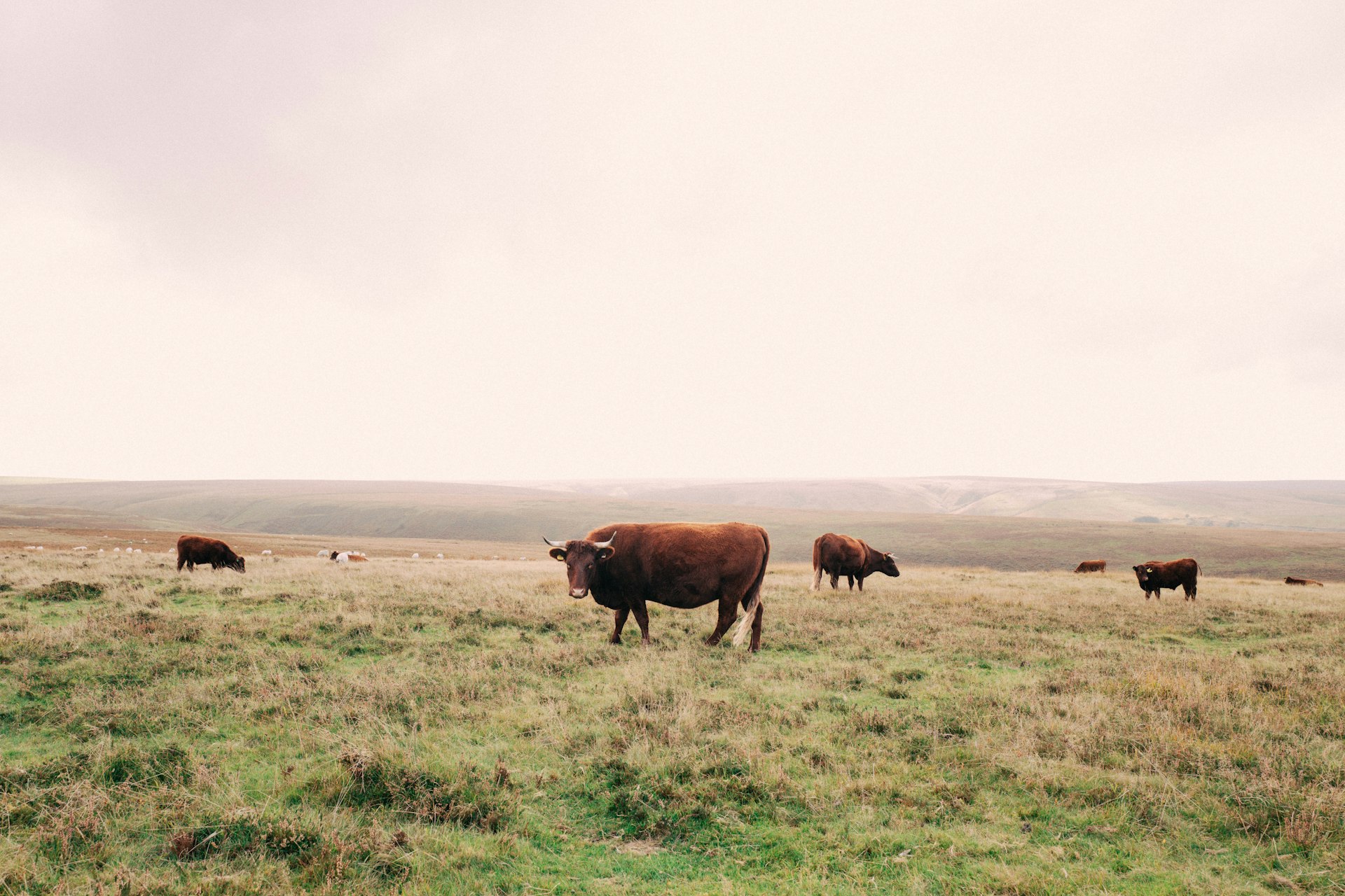 a group of cows in a field
